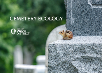 chipmunk pershed on a headstone, cemetery ecology